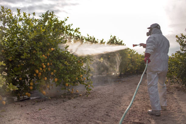Best Flea Control Services  in St Bonifacius, MN
