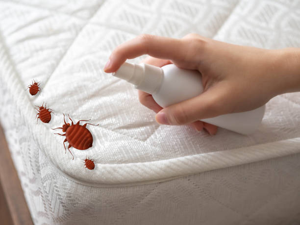 Flea Control Services in St Bonifacius, MN